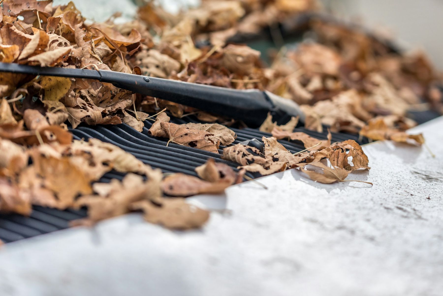 Dry leaves resting on a mesh gutter guard