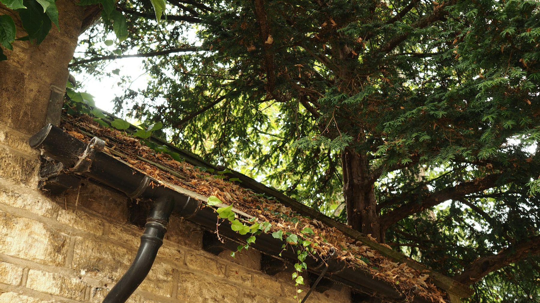 A gutter filled with dry leaves