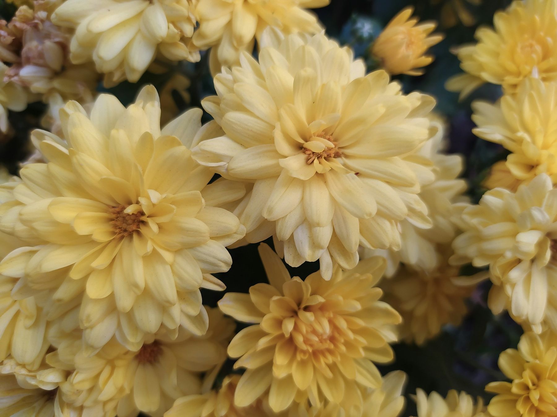 Mums blooming in the fall