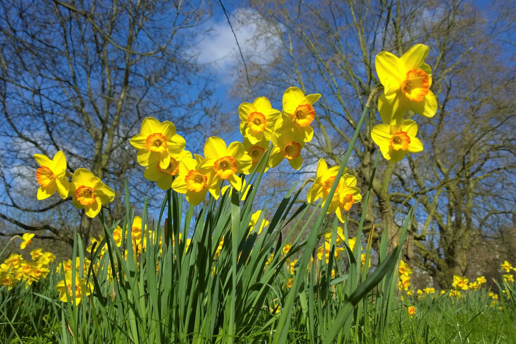 Daffodils blooming in spring