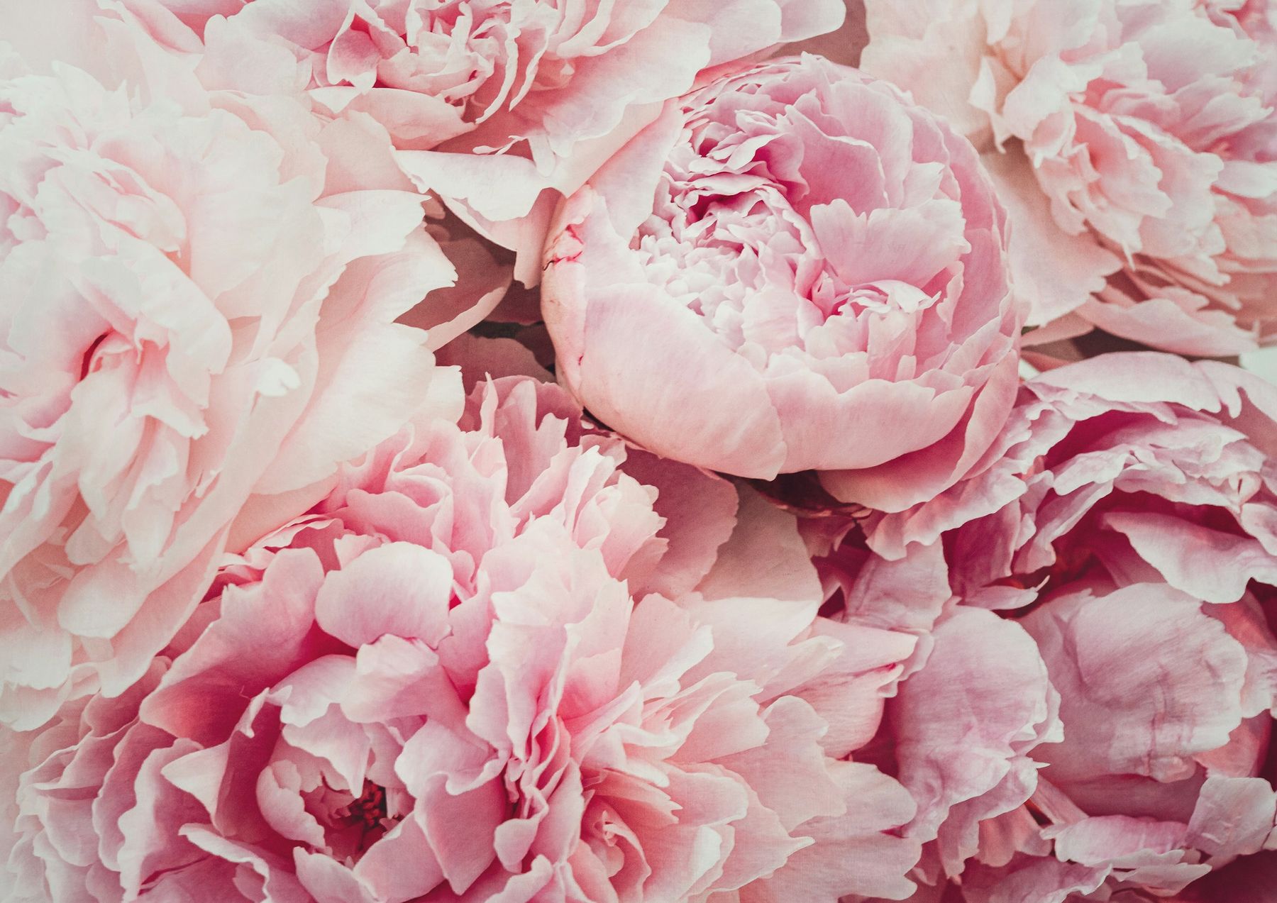 Pink peonies in full summer bloom