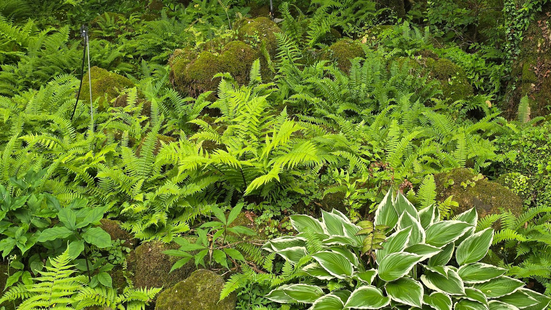Ferns and hostas in a shaded garden