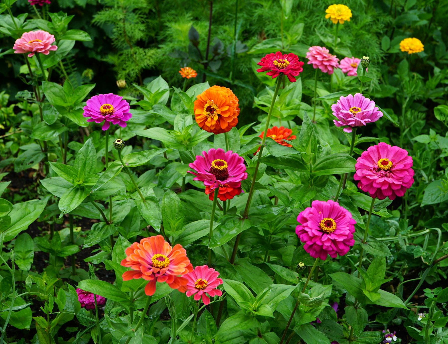 Zinnias blooming in full sun