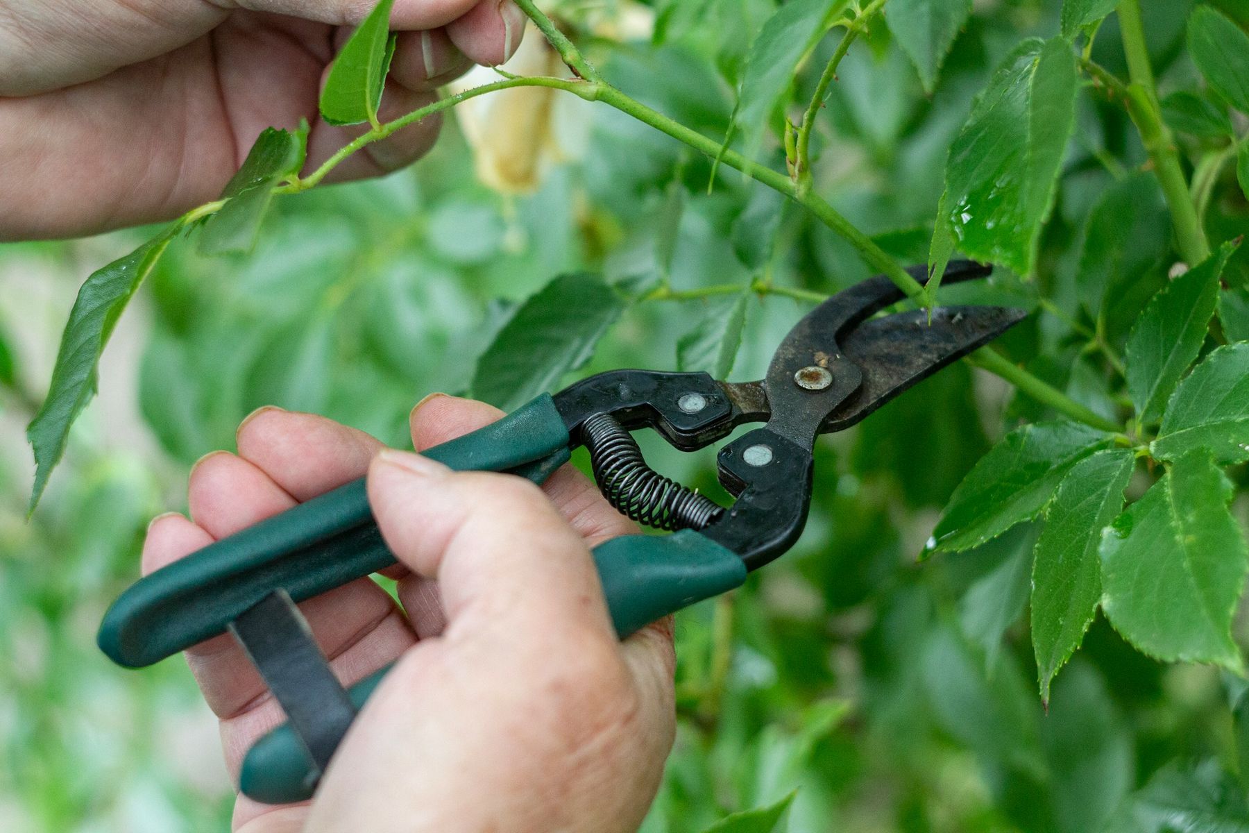 Hand pruners trimming a branch