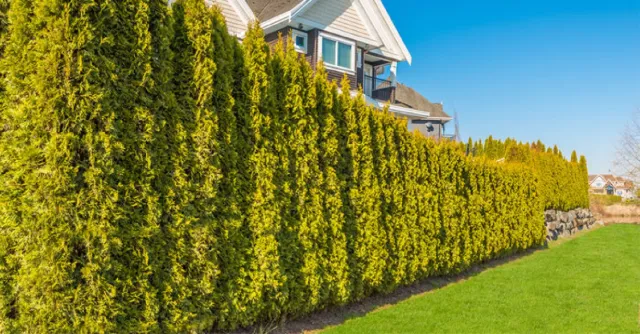 Hedge installation