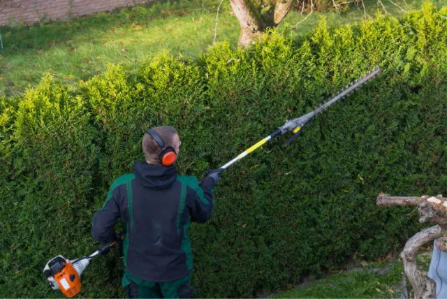 Hedge trimming