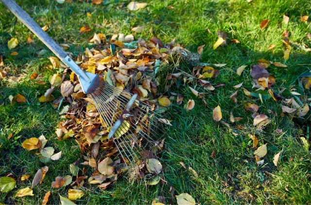 Lawn cleanup