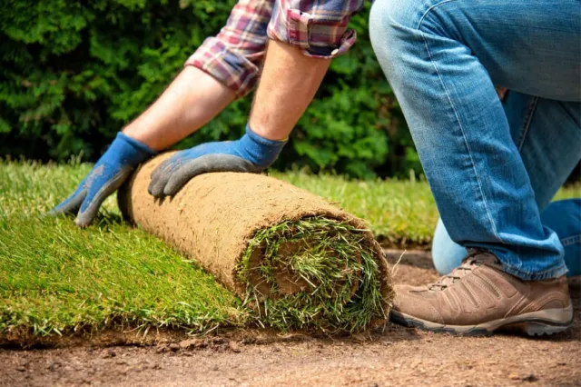 Sod installation